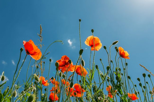 canstockphoto15496971